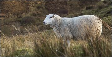 Pantoufles de qualité supérieure 100 % naturelles Norvège 