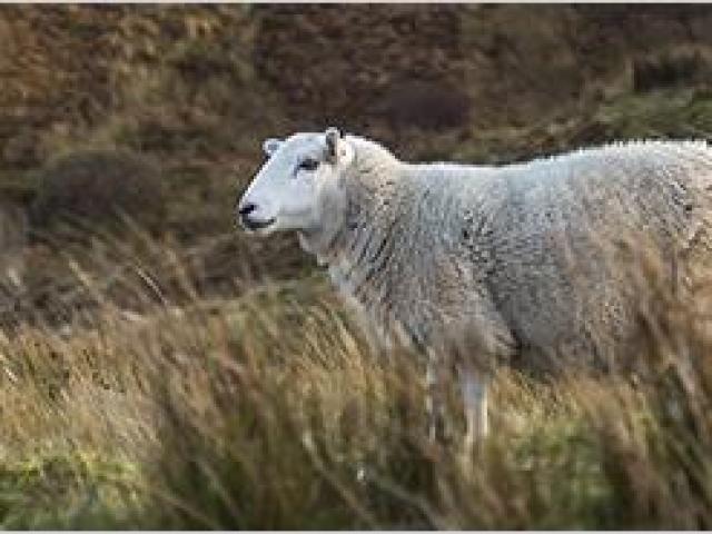 Pantoufles de qualité supérieure 100 % naturelles Norvège 